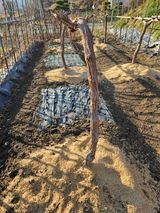 팜모닝 기타작물·영농일지 게시글 이미지