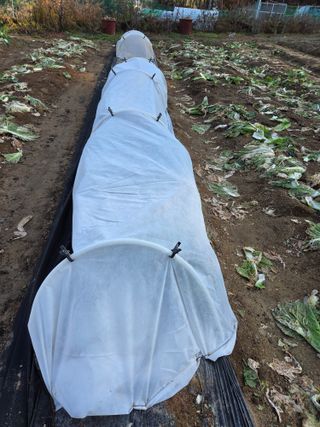 텃밭입문님의 배추 · 영농일지 작성글 사진