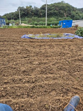 김상진님의 기타작물 · 영농일지 작성글 사진