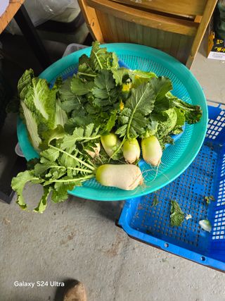 소병찬님의 배추 · 영농일지 작성글 사진