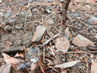 김홍중님의 두릅 · 영농일지 작성글 사진