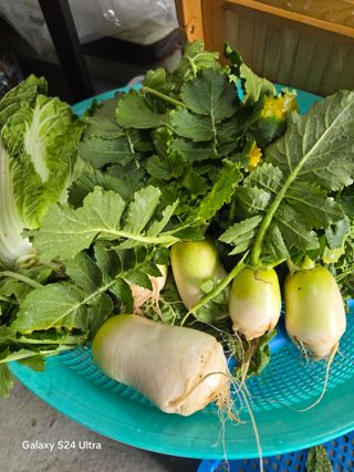 소병찬님의 배추 · 영농일지 작성글 사진