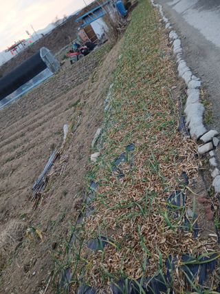 최남옥님의 기타작물 · 영농일지 작성글 사진