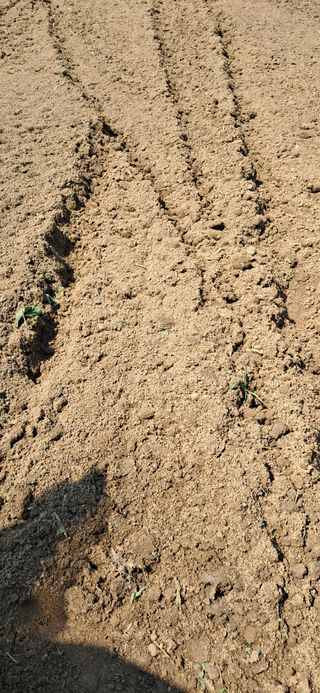 김제선:양평읍회현리님의 기타작물 · 영농일지 작성글 사진