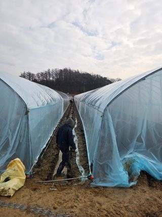 홍성규 님의 기타작물 · 영농일지 작성글 사진