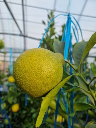 이호님의 귤 · 영농일지 작성글 사진