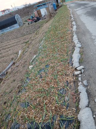 최남옥님의 기타작물 · 영농일지 작성글 사진