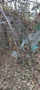 팜모닝 기타작물·영농일지 게시글 이미지