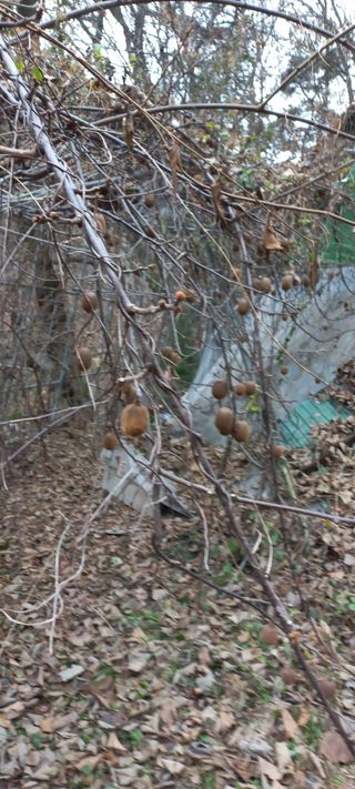 정석채님의 기타작물 · 영농일지 작성글 사진