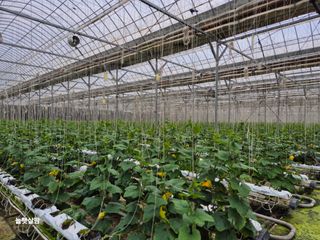 늘햇살팜 님의 기타작물 · 영농일지 작성글 사진