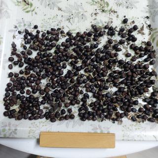 가로수님의 기타작물 · 영농일지 작성글 사진