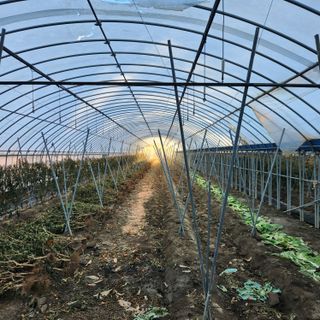 유원준님의 고추 · 영농일지 작성글 사진