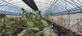 류근택님의 블루베리 · 영농일지 작성글 사진