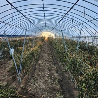 유원준님의 고추 · 영농일지 작성글 사진