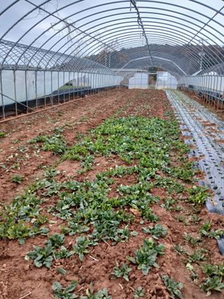 최유순님의 시금치 · 영농일지 작성글 사진