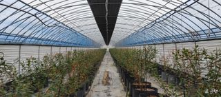 류근택님의 블루베리 · 영농일지 작성글 사진