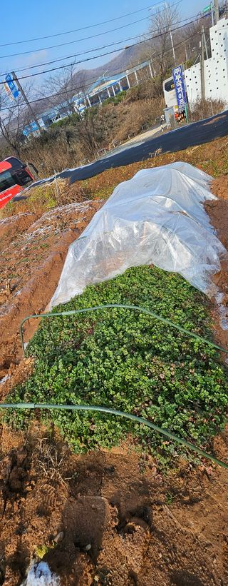 성훈경님의 기타작물 · 영농일지 작성글 사진