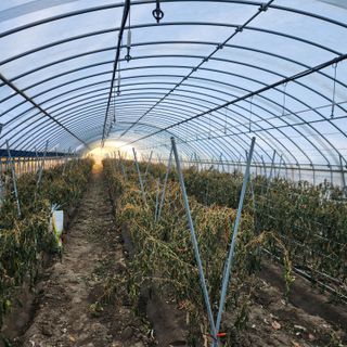 유원준님의 고추 · 영농일지 작성글 사진