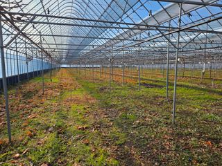 이만근님의 포도 · 영농일지 작성글 사진