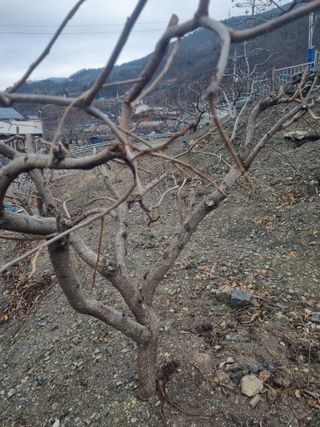 김용대님의 기타작물 · 영농일지 작성글 사진