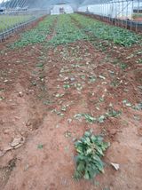 팜모닝 시금치·영농일지 게시글 이미지