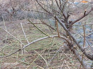 손길준님의 기타작물 · 영농일지 작성글 사진