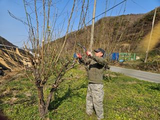 정철주님의 매실 · 영농일지 작성글 사진