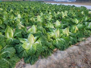 장명숙님의 기타작물 · 영농일지 작성글 사진