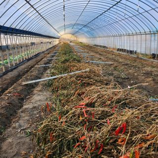 유원준님의 고추 · 영농일지 작성글 사진