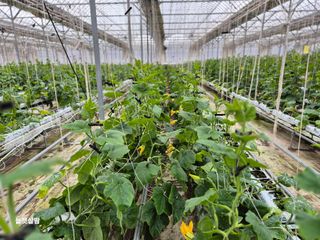 늘햇살팜 님의 기타작물 · 영농일지 작성글 사진