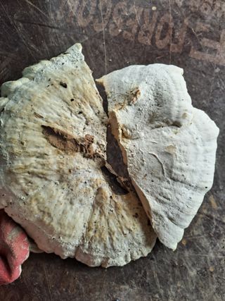 박준환님의 기타작물 · 영농일지 작성글 사진