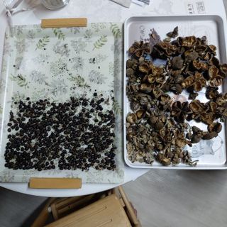 가로수님의 기타작물 · 영농일지 작성글 사진