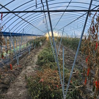 유원준님의 고추 · 영농일지 작성글 사진