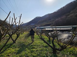 정철주님의 매실 · 영농일지 작성글 사진
