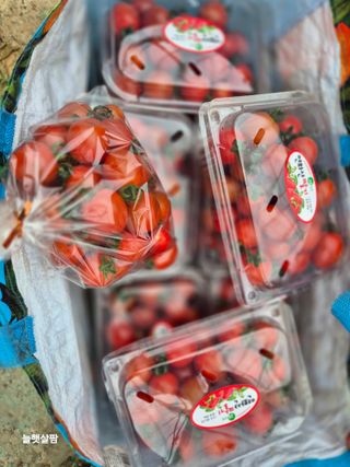 늘햇살팜 님의 기타작물 · 영농일지 작성글 사진