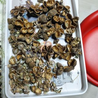 가로수님의 기타작물 · 영농일지 작성글 사진