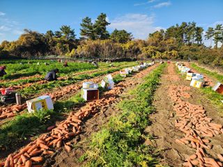 오양석님의 기타작물 · 영농일지 작성글 사진