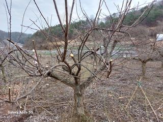 손길준님의 기타작물 · 영농일지 작성글 사진
