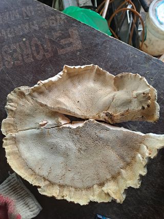 박준환님의 기타작물 · 영농일지 작성글 사진