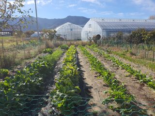 경포일출님의 기타작물 · 영농일지 작성글 사진