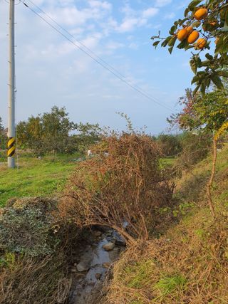 경포일출님의 기타작물 · 영농일지 작성글 사진