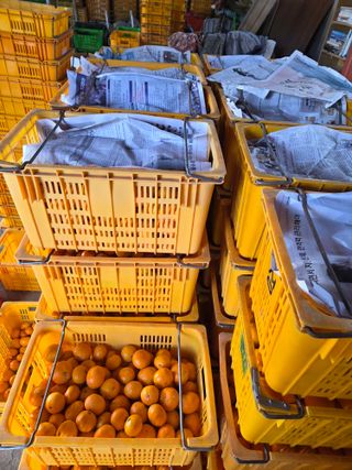 산방자연농원님의 귤 · 영농일지 작성글 사진