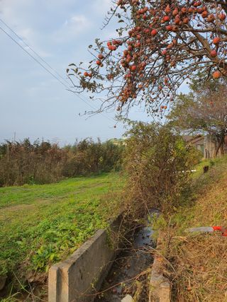 경포일출님의 기타작물 · 영농일지 작성글 사진