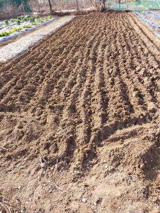 상추20832님의 기타작물 · 영농일지 작성글 사진