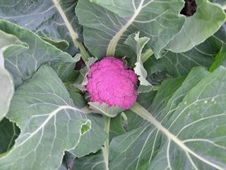 한림한경님의 파 · 영농일지 작성글 사진