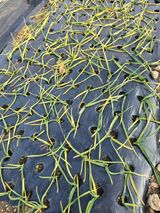 팜모닝 기타작물·영농일지 게시글 이미지