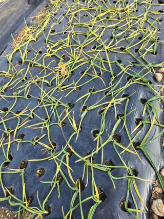 김유숙님의 기타작물 · 영농일지 작성글 사진