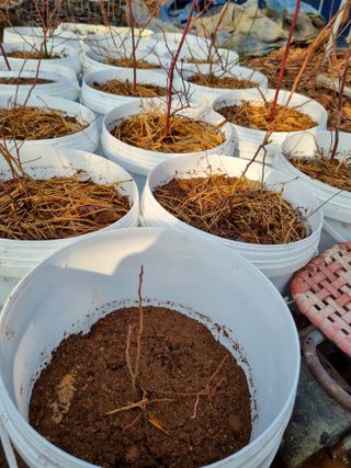 논산푸른팜님의 블루베리 · 영농일지 작성글 사진