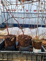 팜모닝 블루베리·영농일지 게시글 이미지