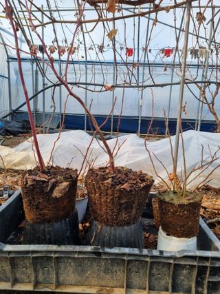 논산푸른팜님의 블루베리 · 영농일지 작성글 사진